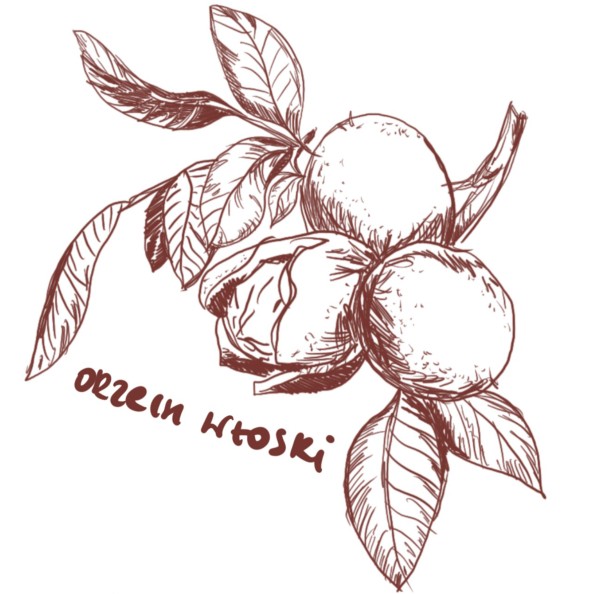 ORZECH WŁOSKI